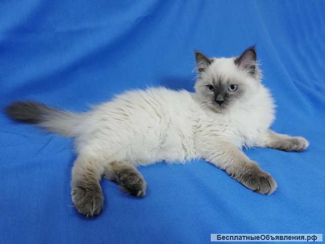 Порода Кошек Невская Маскарадная Фото Цена